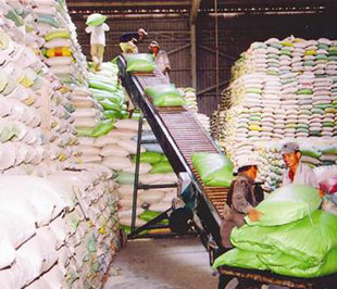 Cần Thơ xuất 575.000 tấn gạo, doanh thu tăng mạnh